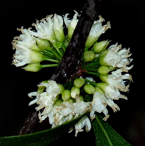 {Sideroxylon lycioides}